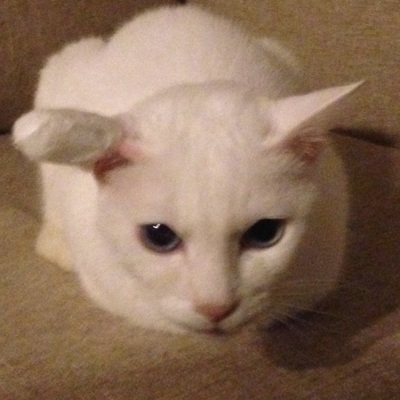 neko_esayari_level3@mstdn.jp